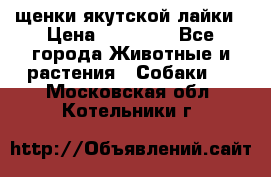 щенки якутской лайки › Цена ­ 15 000 - Все города Животные и растения » Собаки   . Московская обл.,Котельники г.